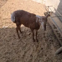 قوچ چینی|حیوانات مزرعه|درودزن, |دیوار