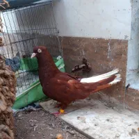 فروش ماده سرخ دم سفید نصل قدیم