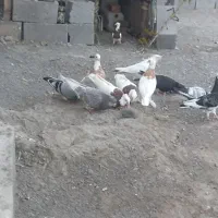 کبوتر‌فروشی‌‌طوقی‌و‌معمولی