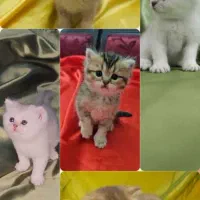 توله گربه های بریتیش