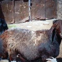 گوسفند فروشی