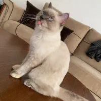 گربه