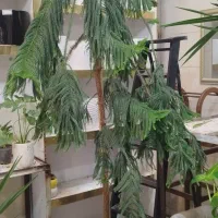 بامبوپتوس سانسوریاهمه قیمت مناسب|گل و گیاه طبیعی|مشهد, کارگران|دیوار