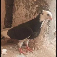 کبوتر