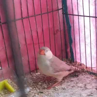 فنج کینگ انگلیسی وگلدین|پرنده|بندرعباس, |دیوار