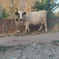 گاو خیلی خوبیه آروم