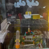 پرنده|پرنده|تهران, فلاح|دیوار