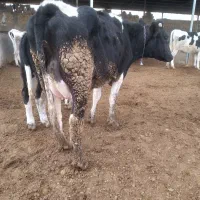 نوبر شیری|حیوانات مزرعه|مرودشت, کناره|دیوار