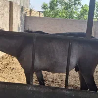 اسب|حیوانات مزرعه|تاکستان, |دیوار