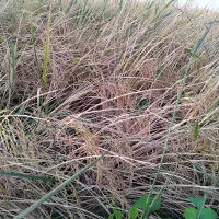 شالی فجر سوزنی|خوردنی و آشامیدنی|مزرعه کتول, |دیوار