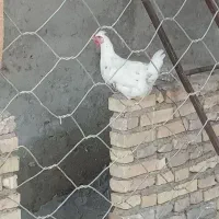 مرغ گلین خوب|حیوانات مزرعه|رامیان, |دیوار