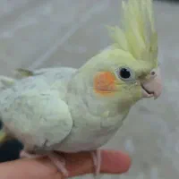 عروس هلندی