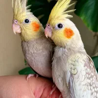 عروس هلندی