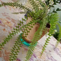 گل سرخس|گل و گیاه طبیعی|ارومیه, |دیوار