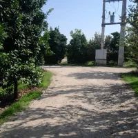 باغ پرتقال|فروش دفتر صنعتی، کشاورزی، تجاری|کیاکلا, |دیوار