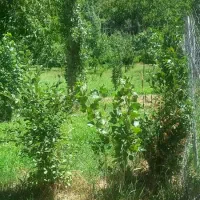 فیروزکوه روستای مهاباد باغ ۲۶۰۰ متر