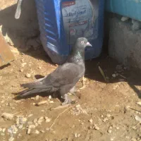 کبوتر زاغ پرپا|پرنده|شیراز, آزادی|دیوار