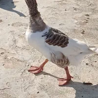 یک عدد غاز ماده بفروش میرسد
