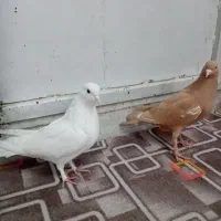 کفتر|پرنده|مهریز, |دیوار