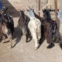 بزغاله فروشی چاق خمیر|حیوانات مزرعه|کرج, شهرک بنفشه|دیوار