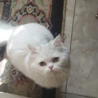گربه برتیش