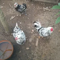 فروش تخم مرغ گلین