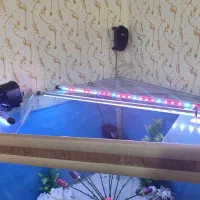 اکواریوم|ماهی|مریوان, |دیوار