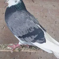 پرنده سرای داش حسن