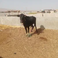 گوساله ماده یک سال و نیم نهبندان|حیوانات مزرعه|بیرجند, |دیوار