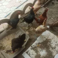مرغ گلپایگانی تخم گذار