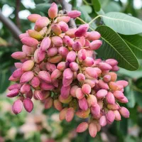 کسبوکار امن و پایدار|گل و گیاه طبیعی|سراب, |دیوار