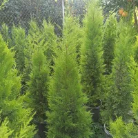 لاوسون.کاج طلایی|گل و گیاه طبیعی|چابکسر, |دیوار