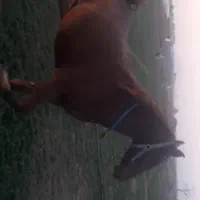 مادیون دیدنی|اسب و تجهیزات اسب‌سواری|مرودشت, ژیان|دیوار