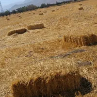 50 عدد پرس جو