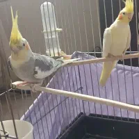 عروس|پرنده|دامغان, |دیوار