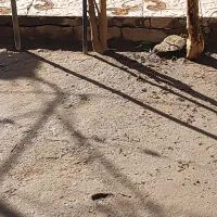 زمین جوپارستان