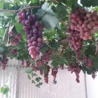 اجاره روزانه/هفتگی/ماهانه آپارتمان ۲۰۰ متری|اجارهٔ کوتاه‌مدت آپارتمان و سوئیت|شهرکرد, |دیوار