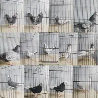 کفتر(کبوتر)