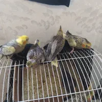 عروس هلندی نروماده|پرنده|ری, علایین|دیوار