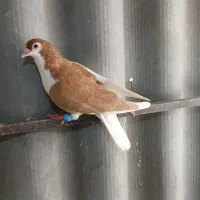 دمبی طلایی و چتن زرد و چپ زرد و چپ سرخ و تهرونی