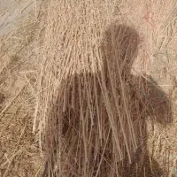 جارو شهرداری ۵جریب اماده|لوازم نظافت|نهاوند, |دیوار