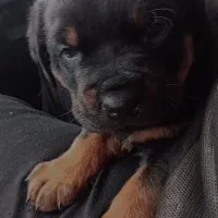 فروش توله روتفایلر