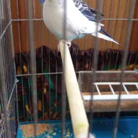 یک جفت مرغ عشق