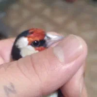 عروس هلندی ماده|پرنده|کوهدشت, |دیوار