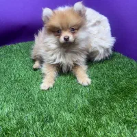 توله پامرین خرسی|سگ|تهران, پارک شهر|دیوار