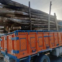 درخت و چوب نقد