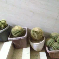 حراج کاکتوس به علت جمع کردن گلخانه