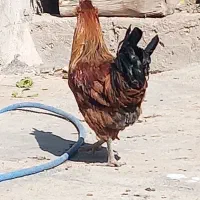 خروس فروشی|حیوانات مزرعه|درودزن, |دیوار