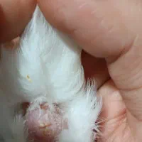 قناری ماده چهار گل لون