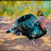 دوعدد بقلمون برنز ،چاق دونه ۳ت